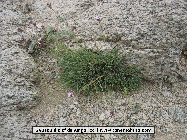 Gypsophila cf dshungarica.JPG