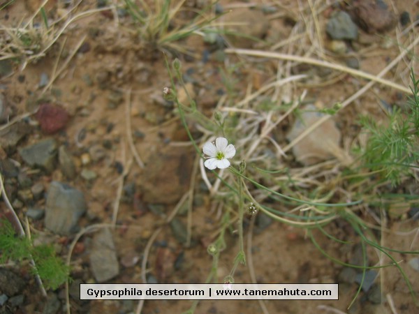 Gypsophila desertorum.JPG