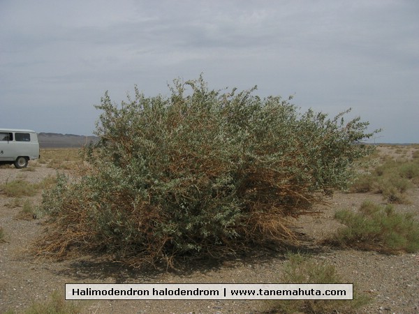 Halimodendron halodendrom.JPG