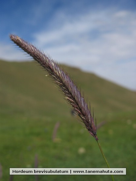 Hordeum brevisubulatum.JPG