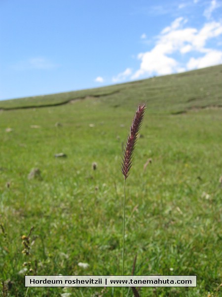 Hordeum roshevitzii.JPG