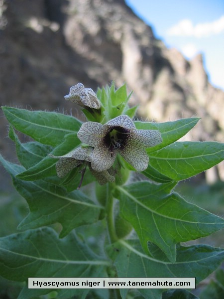 Hyascyamus niger.JPG