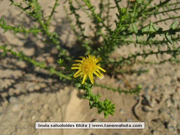 Inula salsoloides Blte.jpg