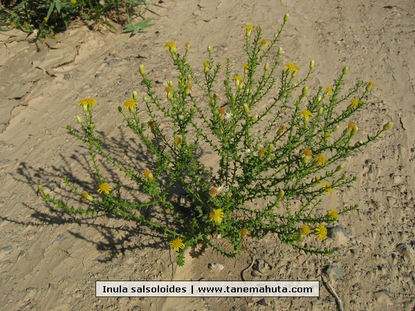 Inula salsoloides.JPG