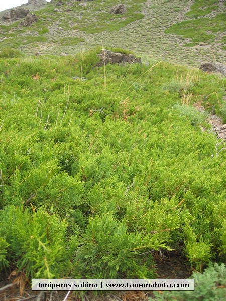 Juniperus sabina.JPG