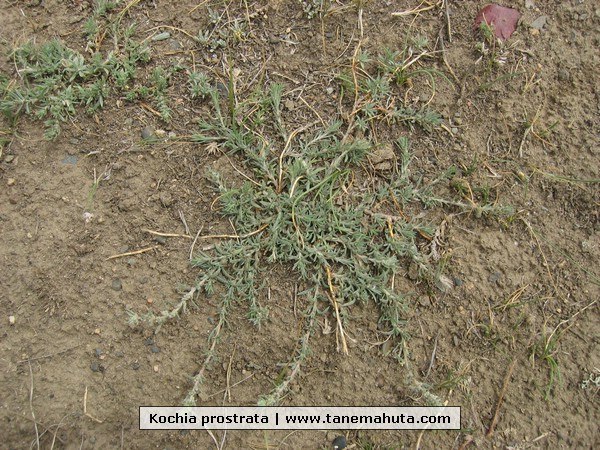 Kochia prostrata.JPG