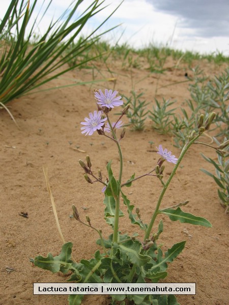 Lactuca tatarica.JPG