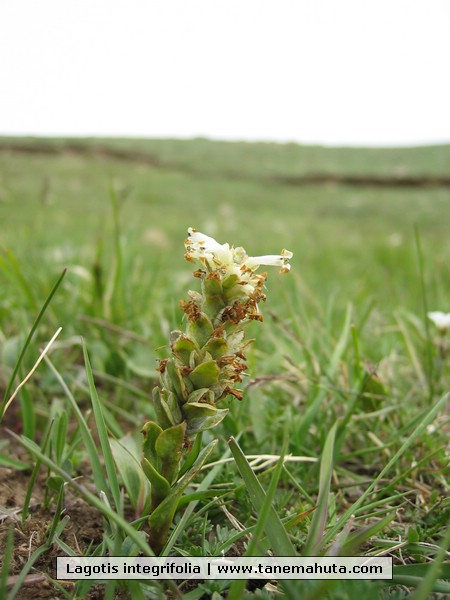 Lagotis integrifolia.JPG