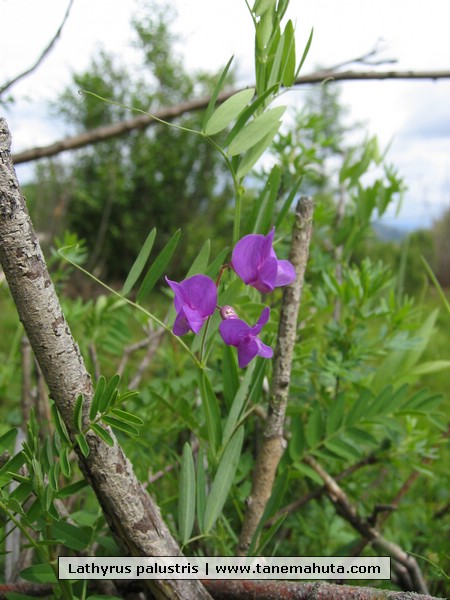 Lathyrus palustris.JPG