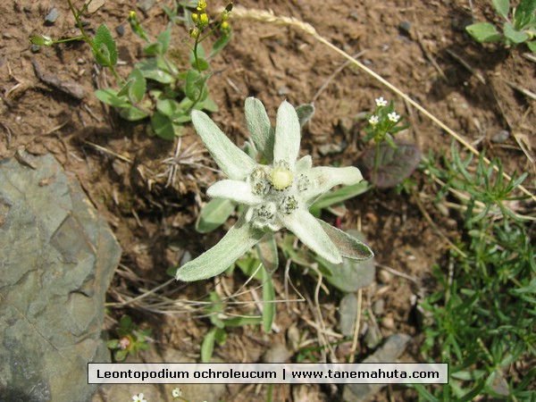 Leontopodium ochroleucum.JPG