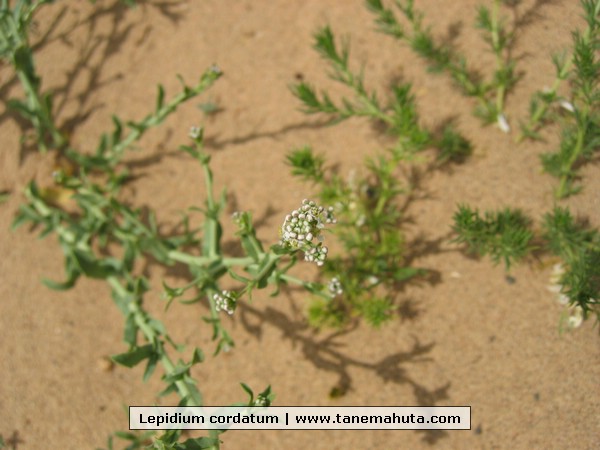 Lepidium cordatum.JPG