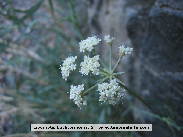 Libernotis buchtormensis 2.jpg