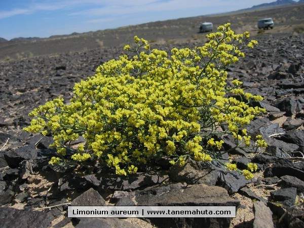 Limonium aureum.JPG