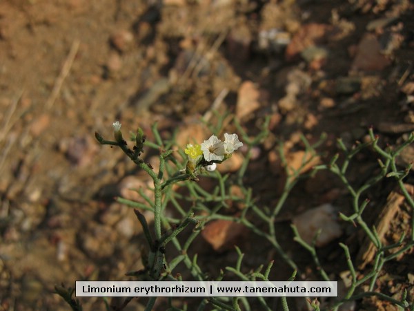 Limonium erythrorhizum.JPG