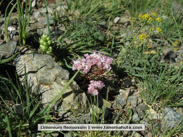 Limonium flexuosum.JPG