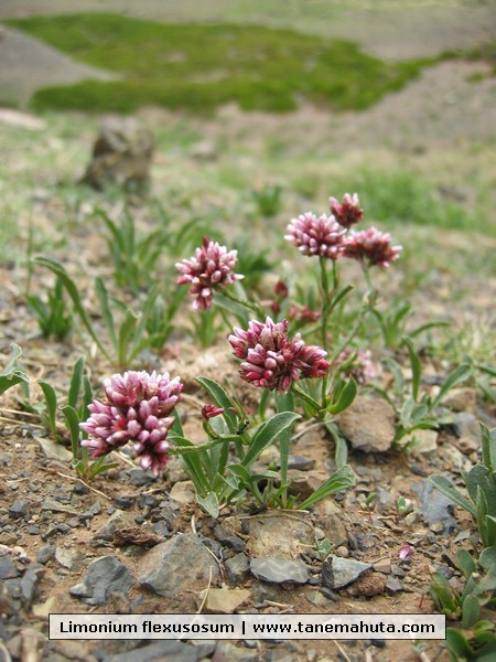 Limonium flexusosum.JPG