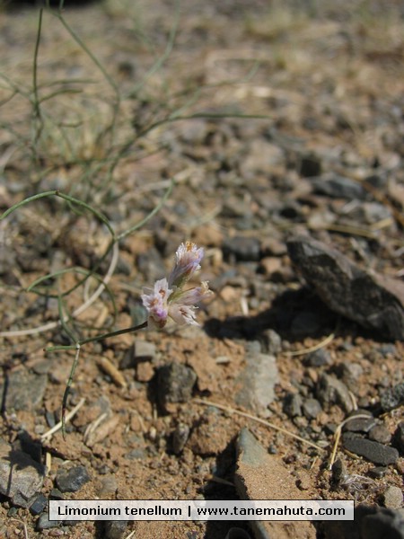 Limonium tenellum.JPG