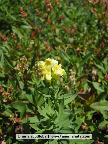 Linaria acutiloba.JPG