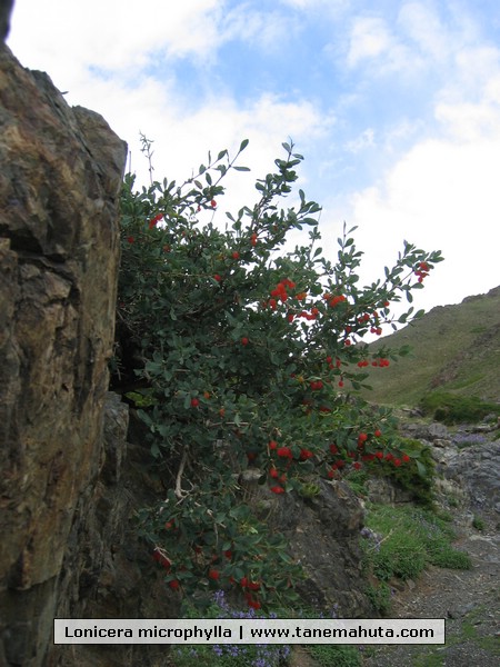 Lonicera microphylla.JPG