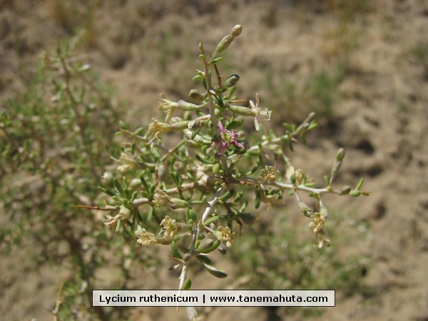 Lycium ruthenicum.JPG