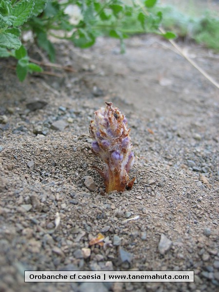 Orobanche cf caesia.JPG