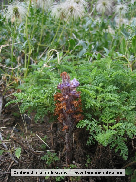 Orobanche coerulescens.JPG