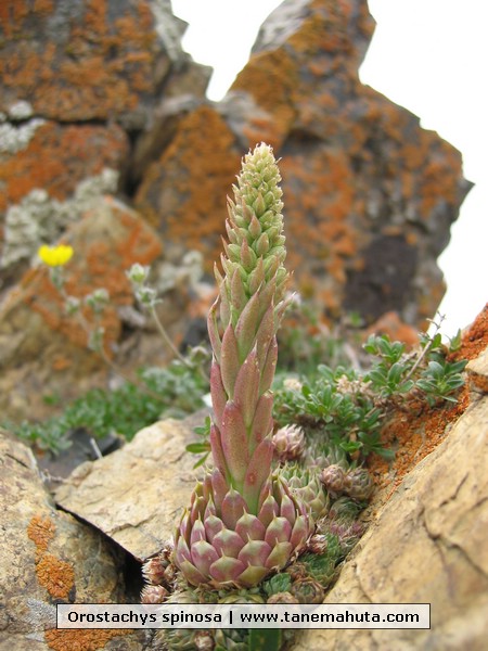 Orostachys spinosa.jpg