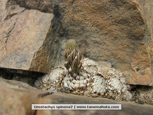 Orostachys spinosa2.JPG