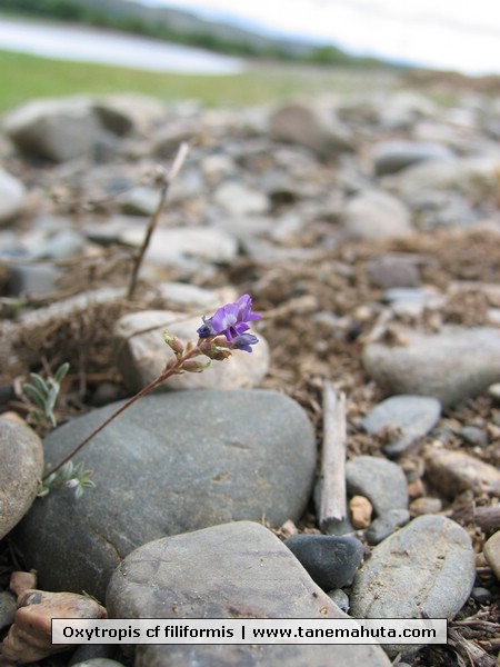 Oxytropis cf filiformis.JPG