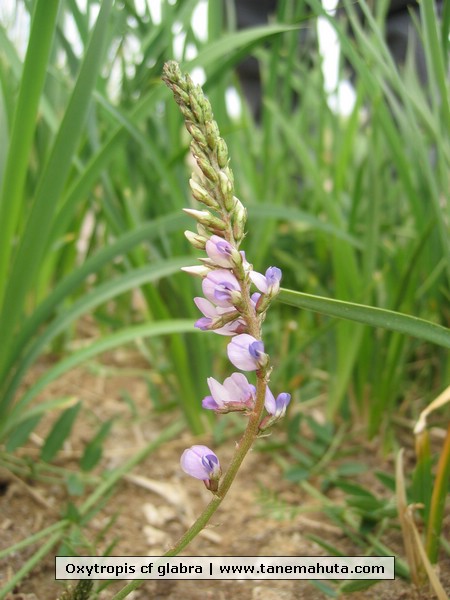 Oxytropis cf glabra.JPG