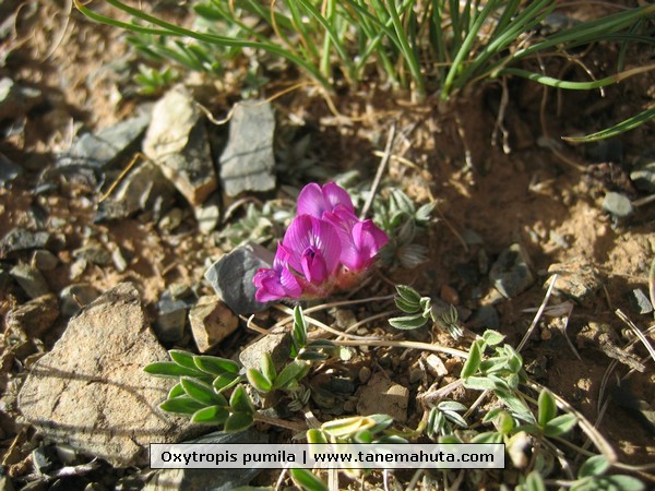 Oxytropis pumila.JPG