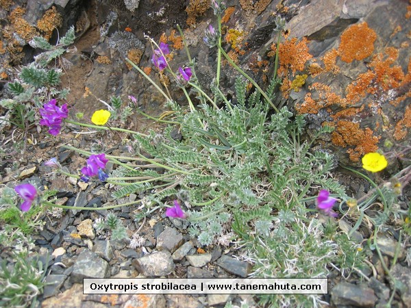 Oxytropis strobilacea.JPG