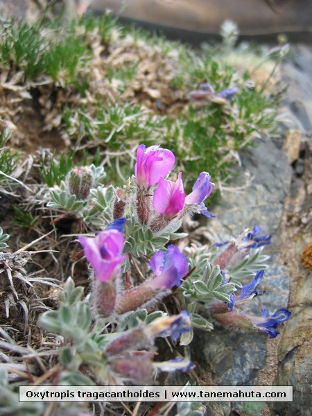 Oxytropis tragacanthoides.JPG