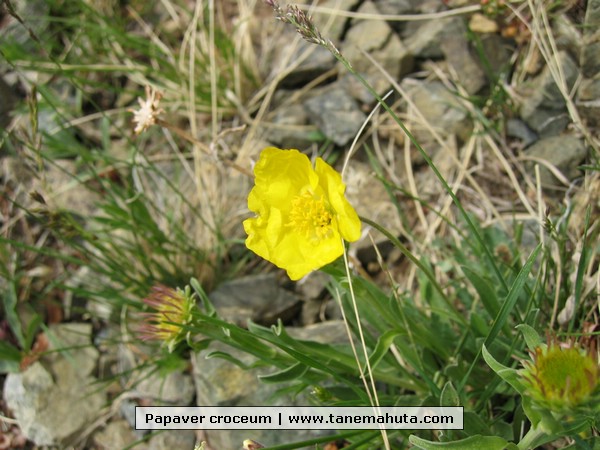 Papaver croceum.JPG