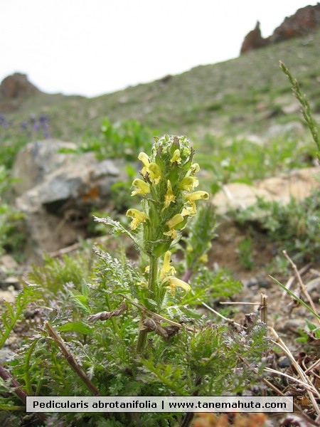Pedicularis abrotanifolia.JPG