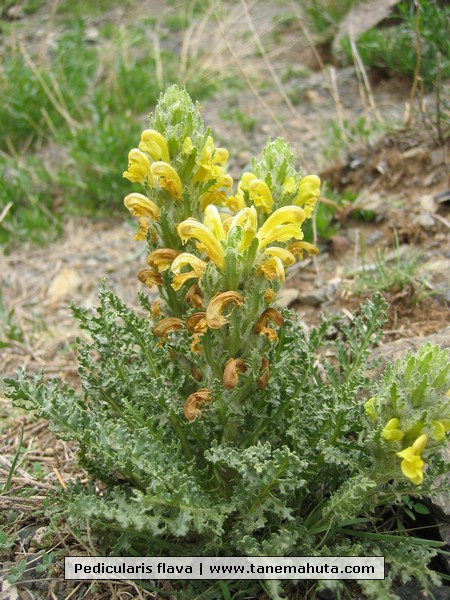 Pedicularis flava.JPG