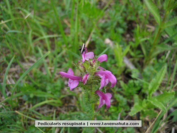 Pedicularis resupinata.JPG