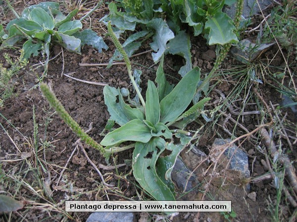 Plantago depressa.JPG