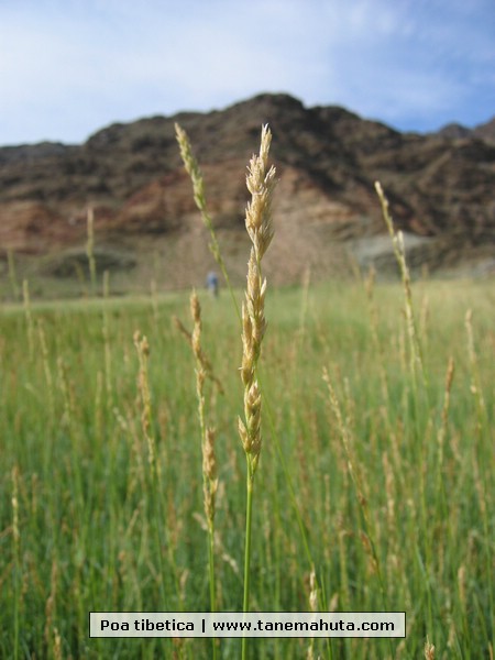 Poa tibetica.JPG