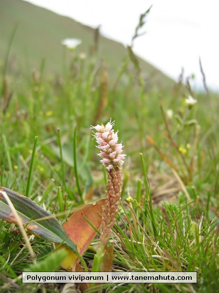 Polygonum viviparum.JPG