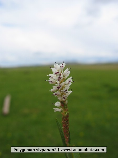 Polygonum vivparum2.JPG