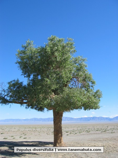 Populus diversifolia.JPG
