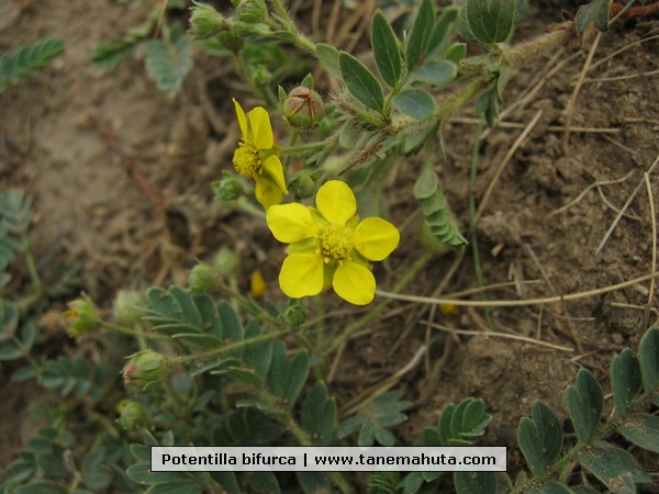 Potentilla bifurca.JPG