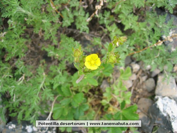 Potentilla desertorum.JPG