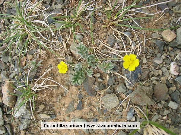 Potentilla sericea.JPG