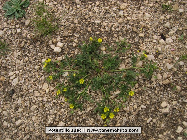 Potentilla spec.JPG