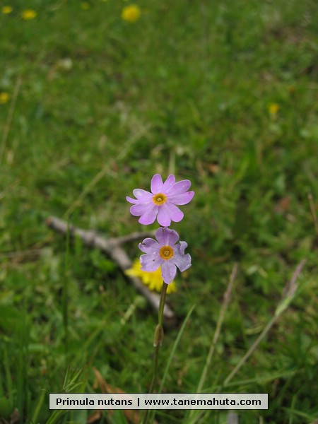 Primula nutans.JPG