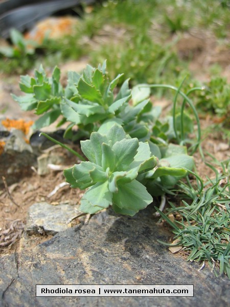 Rhodiola rosea.JPG