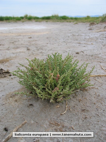 Salicornia europaea.JPG