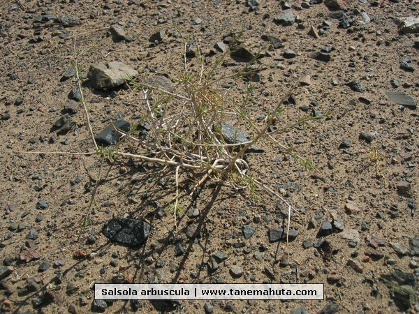 Salsola arbuscula.JPG